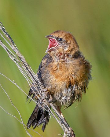 Yellow-headed Blackbird, fledgling