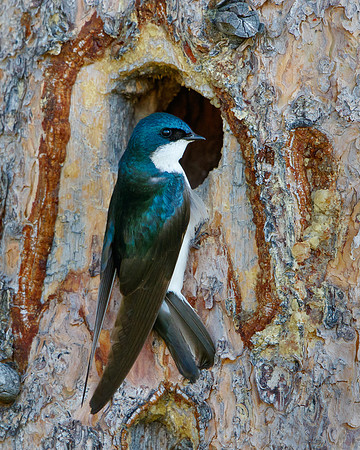 Tree Swallow, at nest
