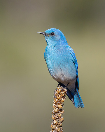 Mountain Bluebird