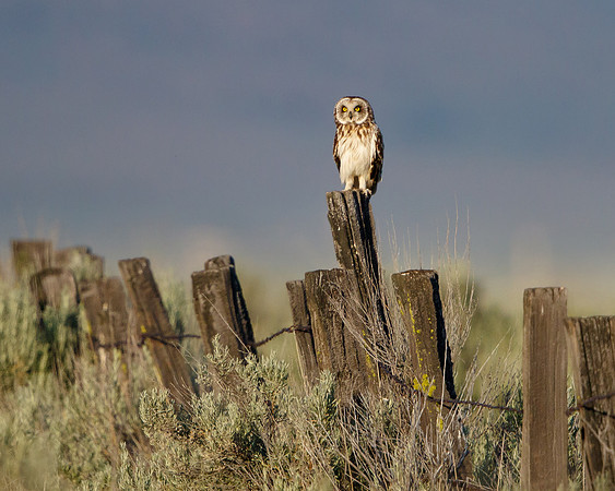 Short-eared Owl