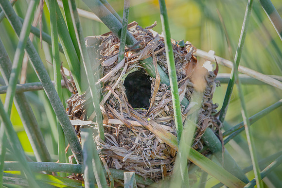 Marsh Wren nest