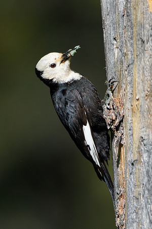 White-headed Woodpecker