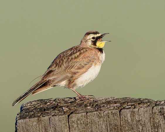 Horned Lark
