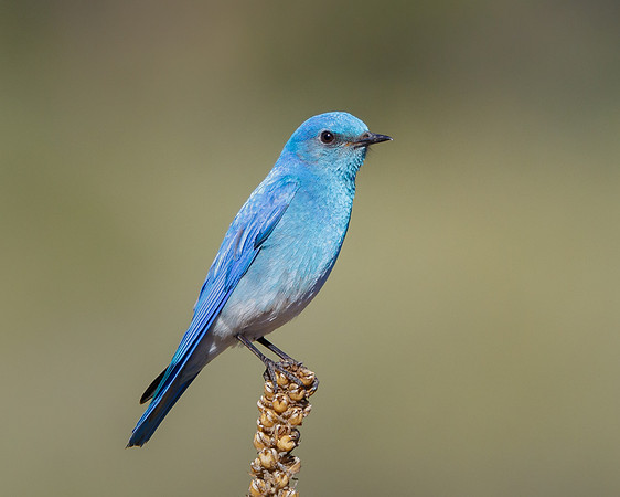 Mountain Bluebird