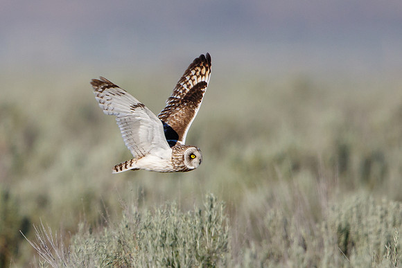 Short-eared Owl, hunting