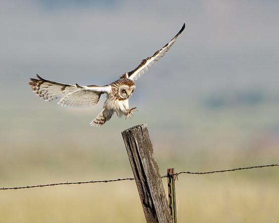 Short-eared Owl