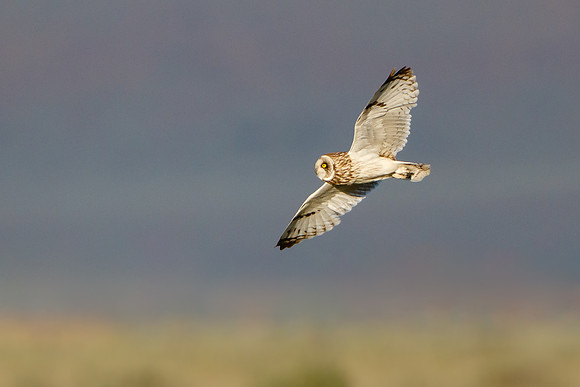 Short-eared Owl