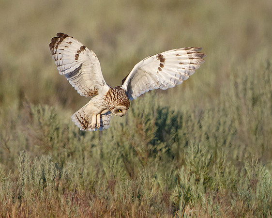 Short-eared Owl, hunting