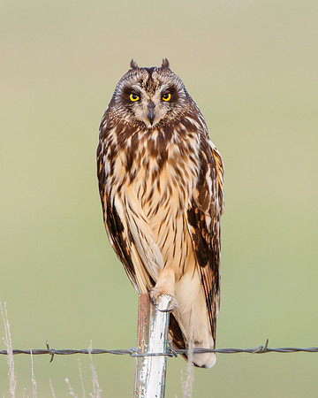 Short-eared Owl, female