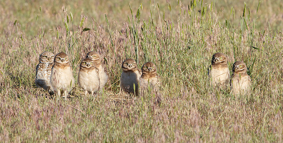 Burrowing Owl family