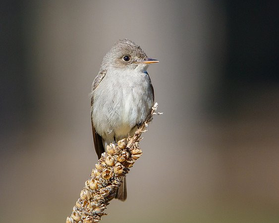 Western Wood-Pewee