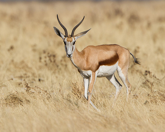 Springbok