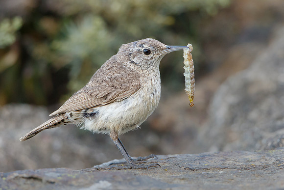 Rock Wren, with prey