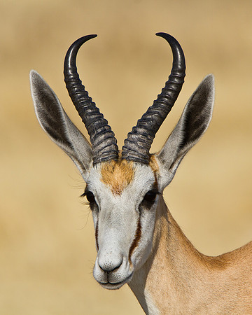 Springbok