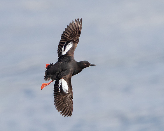 Pigeon Guillemot