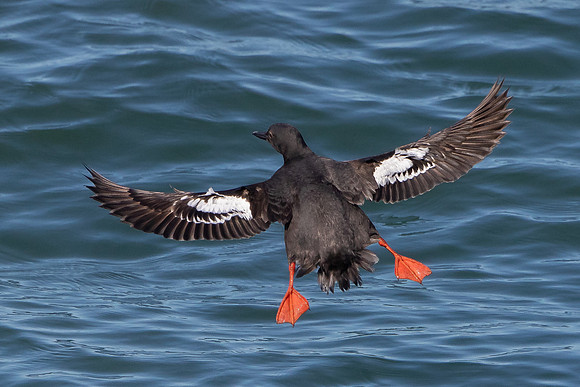 Pigeon Guillemot