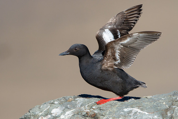 Pigeon Guillemot