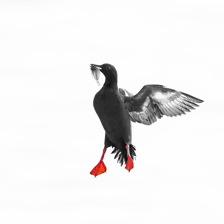Pigeon Guillemot