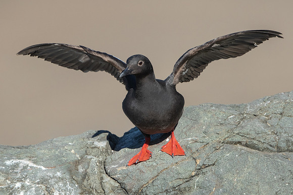 Pigeon Guillemot