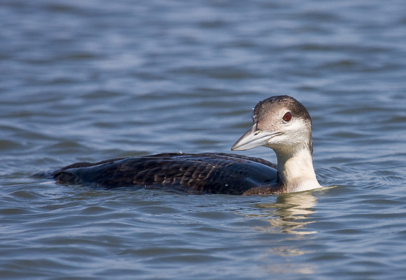 Common Loon