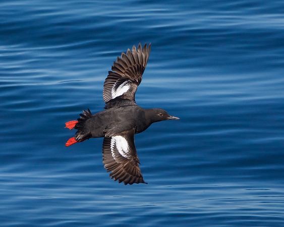 Pigeon Guillemot