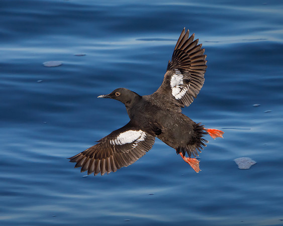 Pigeon Guillemot