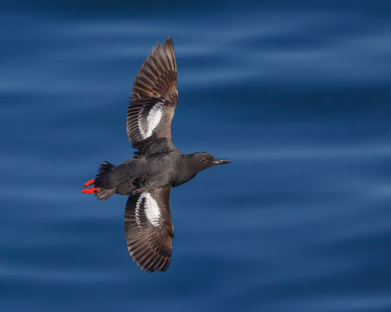 Pigeon Guillemot