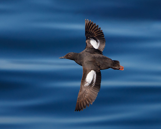 Pigeon Guillemot