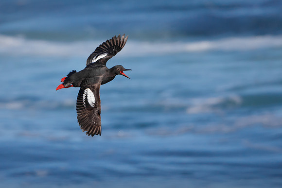 Pigeon Guillemot