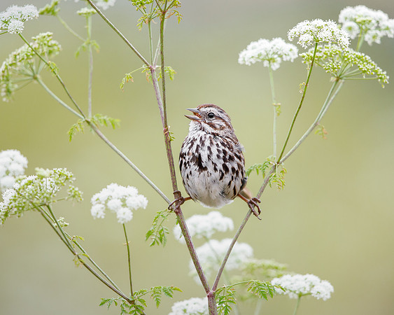 Song Sparrow