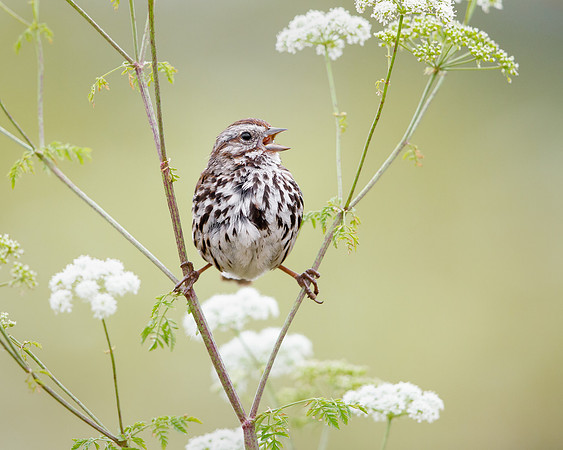 Song Sparrow