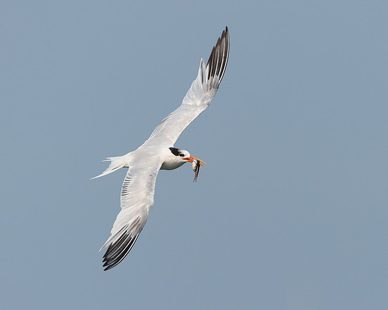 Elegant Tern