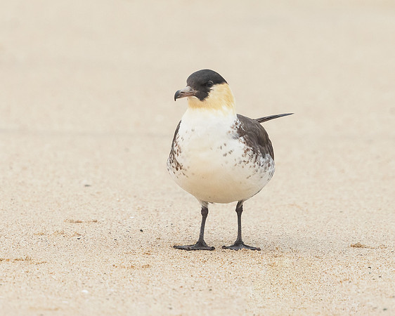 Pomarine Jeager