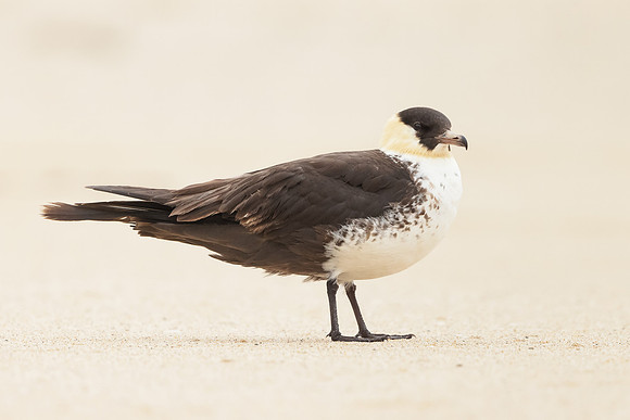 Pomarine Jeager