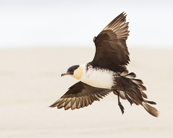 Pomarine Jeager