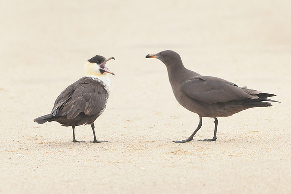 Pomarine Jeager, bickering with juvenile Heermann's Gull