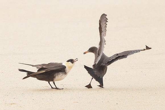 Pomarine Jeager, bickering with juvenile Heermann's Gull