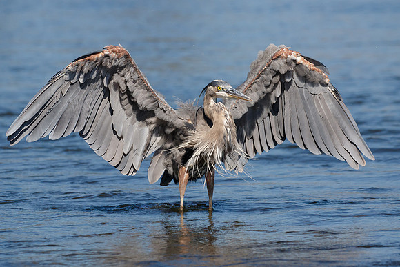 Great Blue Heron
