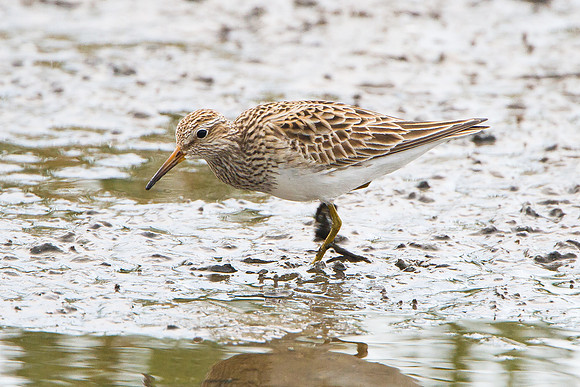 Pectoral Sandpiper