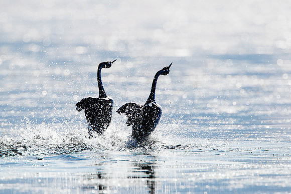 Clark's Grebes performing courtship dance