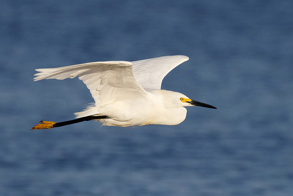 Snowy Egret