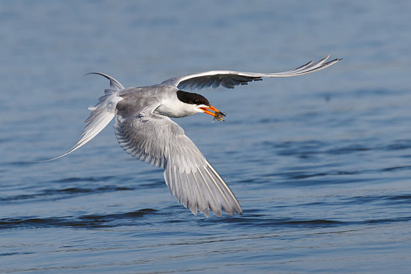 Forster's Tern