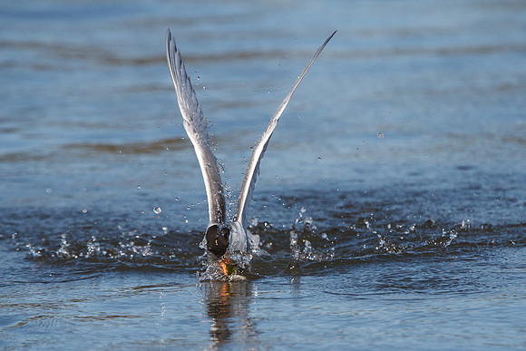 Forster's Tern, emerging from water with fish