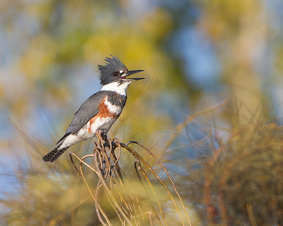 Belted Kingfisher
