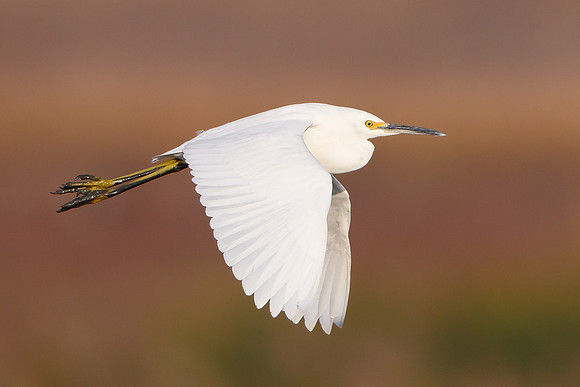 7. Snowy Egret