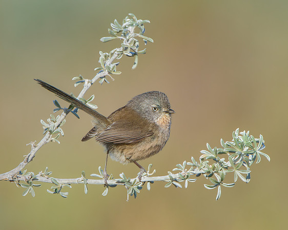 4. Wrentit