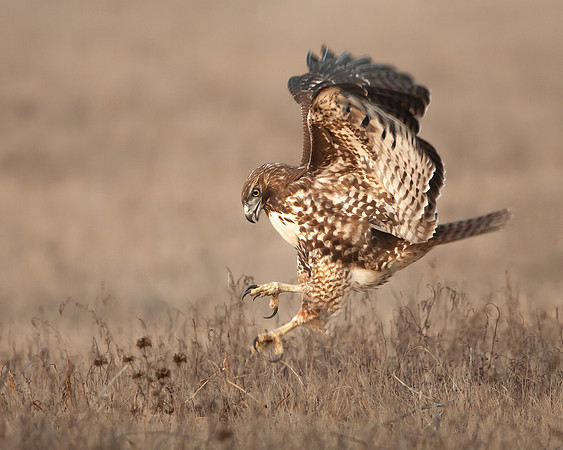 2. Red-tailed Hawk