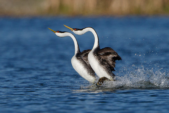 11. Western Grebes, courtship display