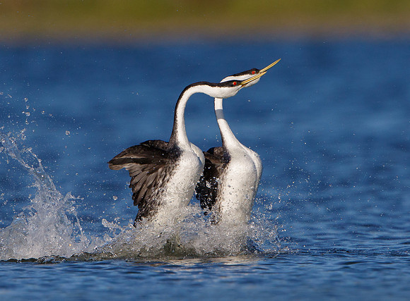 10. Western Grebes, courtship display