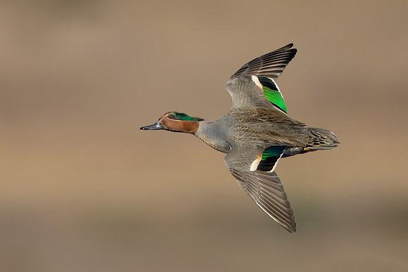 17. Green-winged Teal